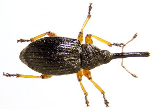 Pseudapion fulvirostre