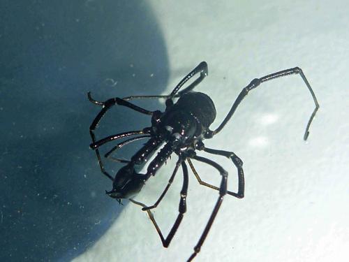 Ischyropsalis luteipes
