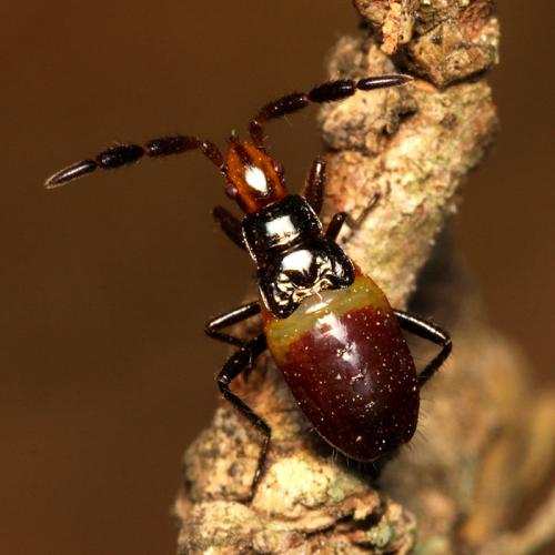 Réf. 52 371 : Lasiocoris anomalus