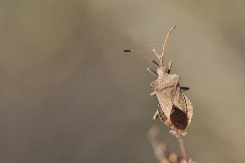Coreus marginatus