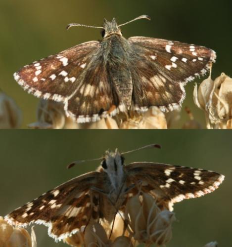 Pyrgus sp.
