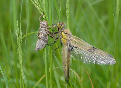 Libellula quadrimaculata