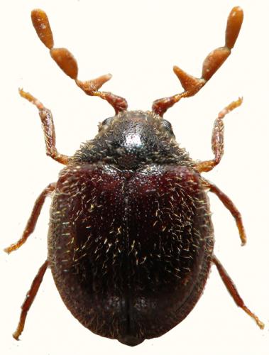Réf. 52 496 : Caenocara subglobosum