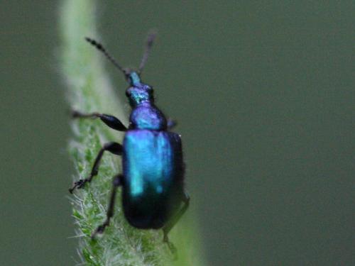 Lasiorhynchites sericeus