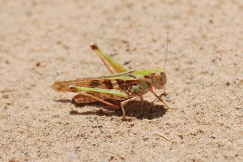 Oedaleus senegalensis