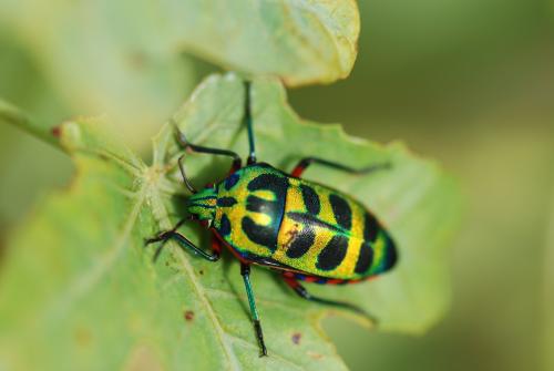 Calidea panaethiopica