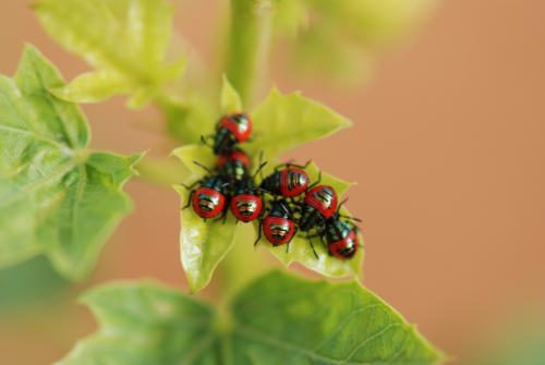 Calidea panaethiopica