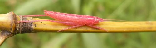 Conocephalinae