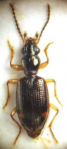 Sinechostictus elongatus