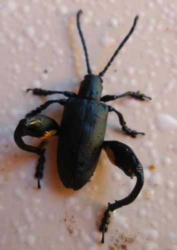 Réf. 52 972 : Sagra coeruleata