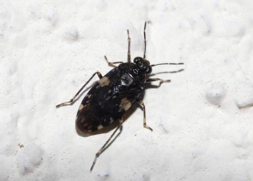 Saldula arenicola