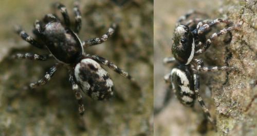 Salticus sp.