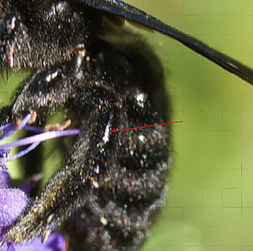 Xylocopa violacea