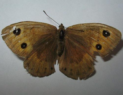 Réf. 52 132 : Satyrus ferula