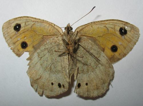 Réf. 52 133 : Satyrus ferula