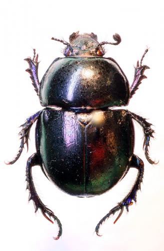 Réf. 52 411 : Trypocopris vernalis