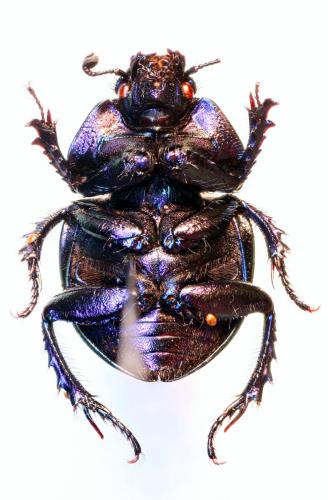 Réf. 52 412 : Trypocopris vernalis