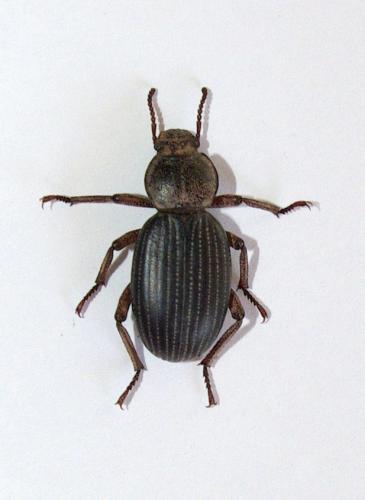 Scotobius sp.