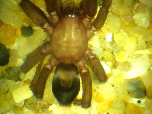 Scotophaeus sp.