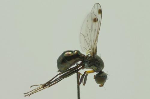 Sepsis fulgens