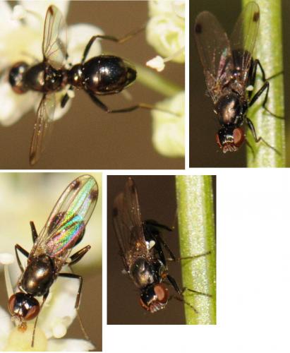 Sepsis fulgens