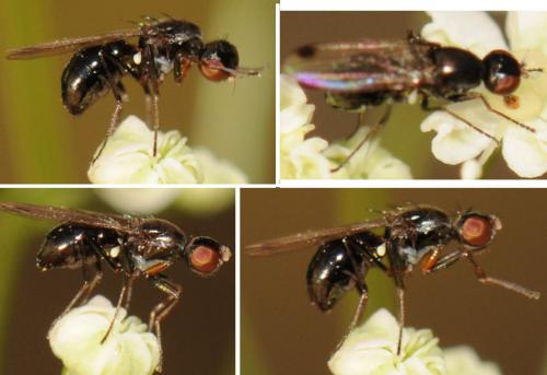 Sepsis fulgens