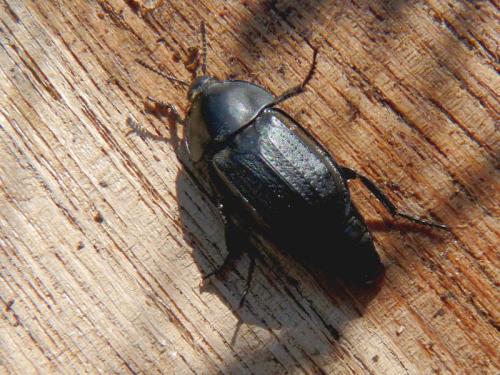 Silpha olivieri