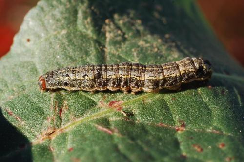 Spodoptera littoralis