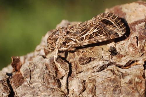 Spodoptera littoralis