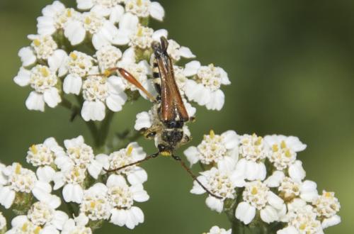 Stenopterus rufus
