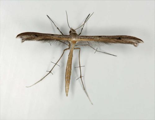 Réf. 52 210 : Stenoptilia sp.