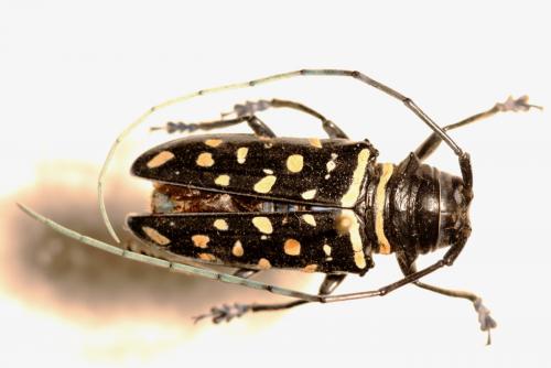 Sternotomis carbonaria