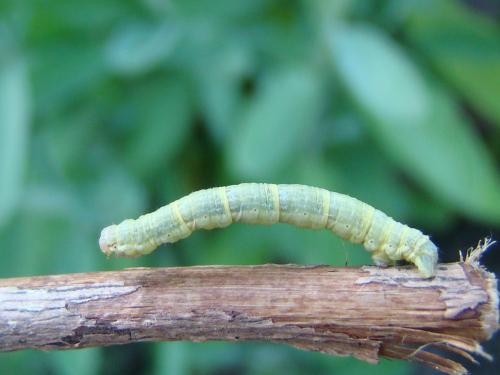 Xanthorhoe fluctuata
