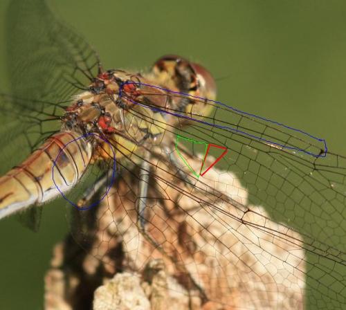 Sympetrum striolatum