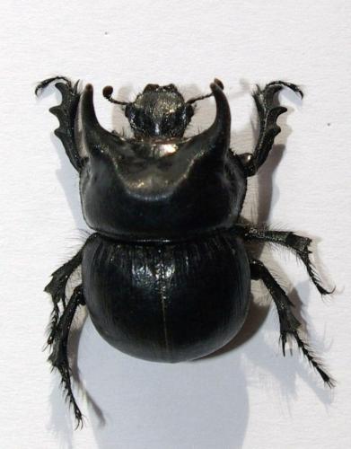 Réf. 52 710 : Taurocerastes patagonicus