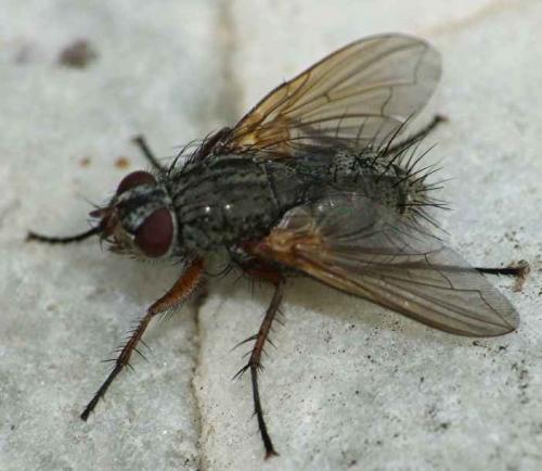 Réf. 52 443 : Macquartia sp.