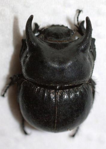 Réf. 52 713 : Taurocerastes patagonicus
