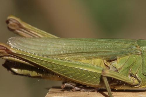 Réf. 52 978 : Chorthippus dorsatus dorsatus