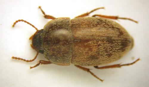 Pseudoseriscius pruinosus