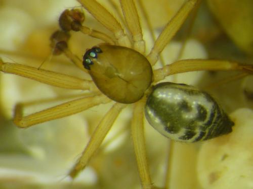 Tenuiphantes tenuis