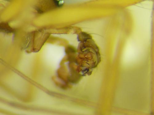 Tenuiphantes tenuis