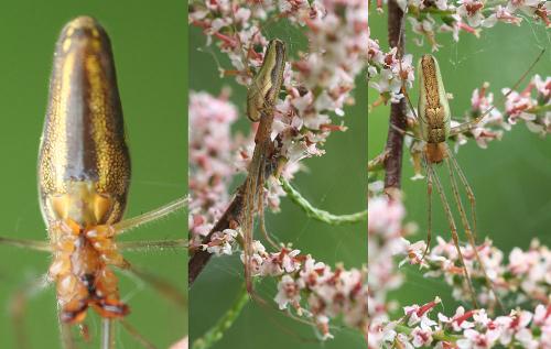 Tetragnatha sp.