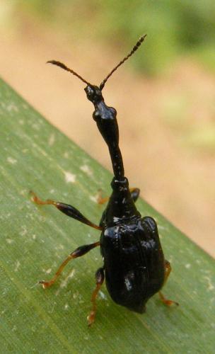 Réf. 52 435 : Trachelophorus madegassus