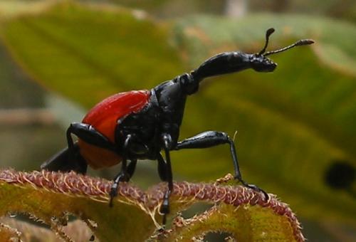 Trachelophorus giraffa