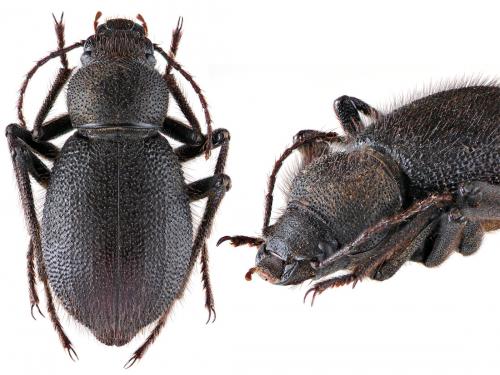 Réf. 52 003 : Trachyderma hispida