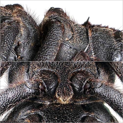 Trachyderma hispida