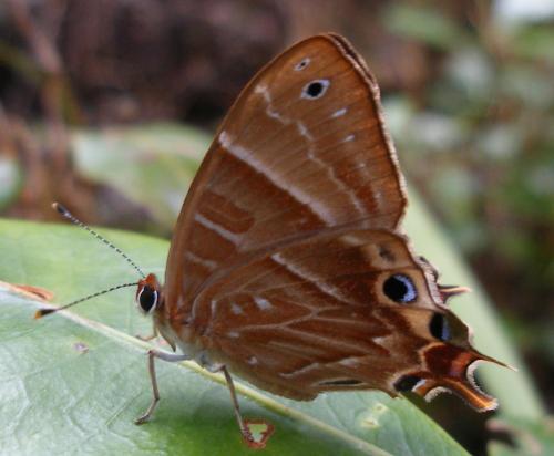 Réf. 52 951 : Saribia perroti