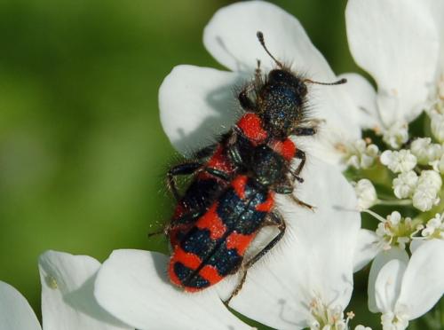 Réf. 52 544 : Trichodes alvearius