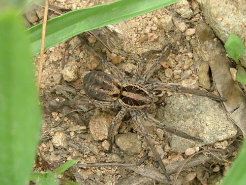 Réf. 52 173 : Hogna radiata