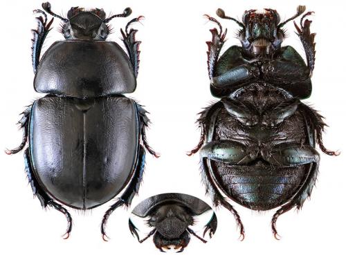 Réf. 52 351 : Trypocopris alpinus